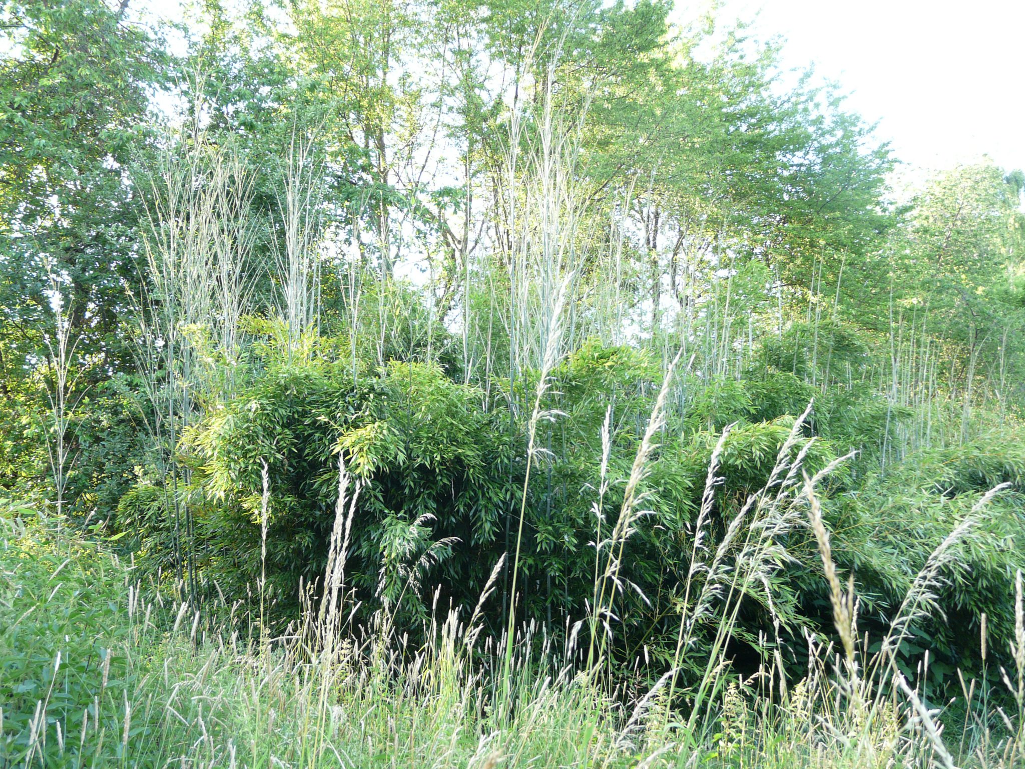 bambusovy hajek - vyhonky
