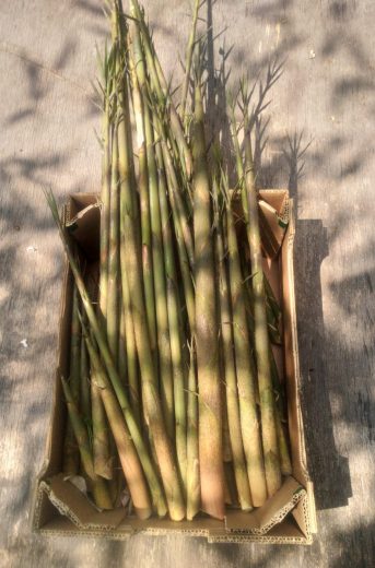 Sklizeň bambusových výhonků